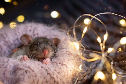 What does it mean when you dream about rats? Here's what an expert says.