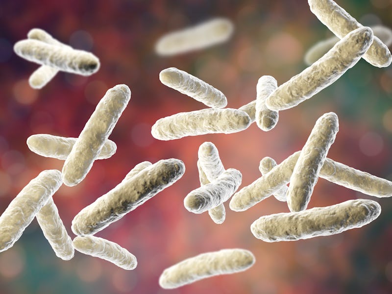 Probiotic bacteria, normal intestinal microbiota, computer illustration. Bacteria used as probiotic ...