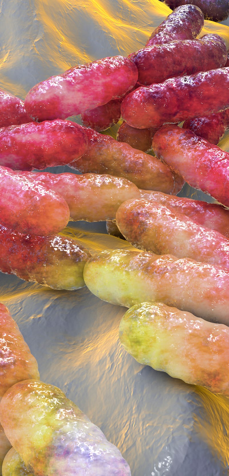 Lactobacillus bacteria, computer illustration. This is the main component of the human small intesti...