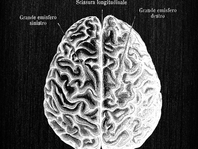 Antique illustration of human body anatomy: Brain