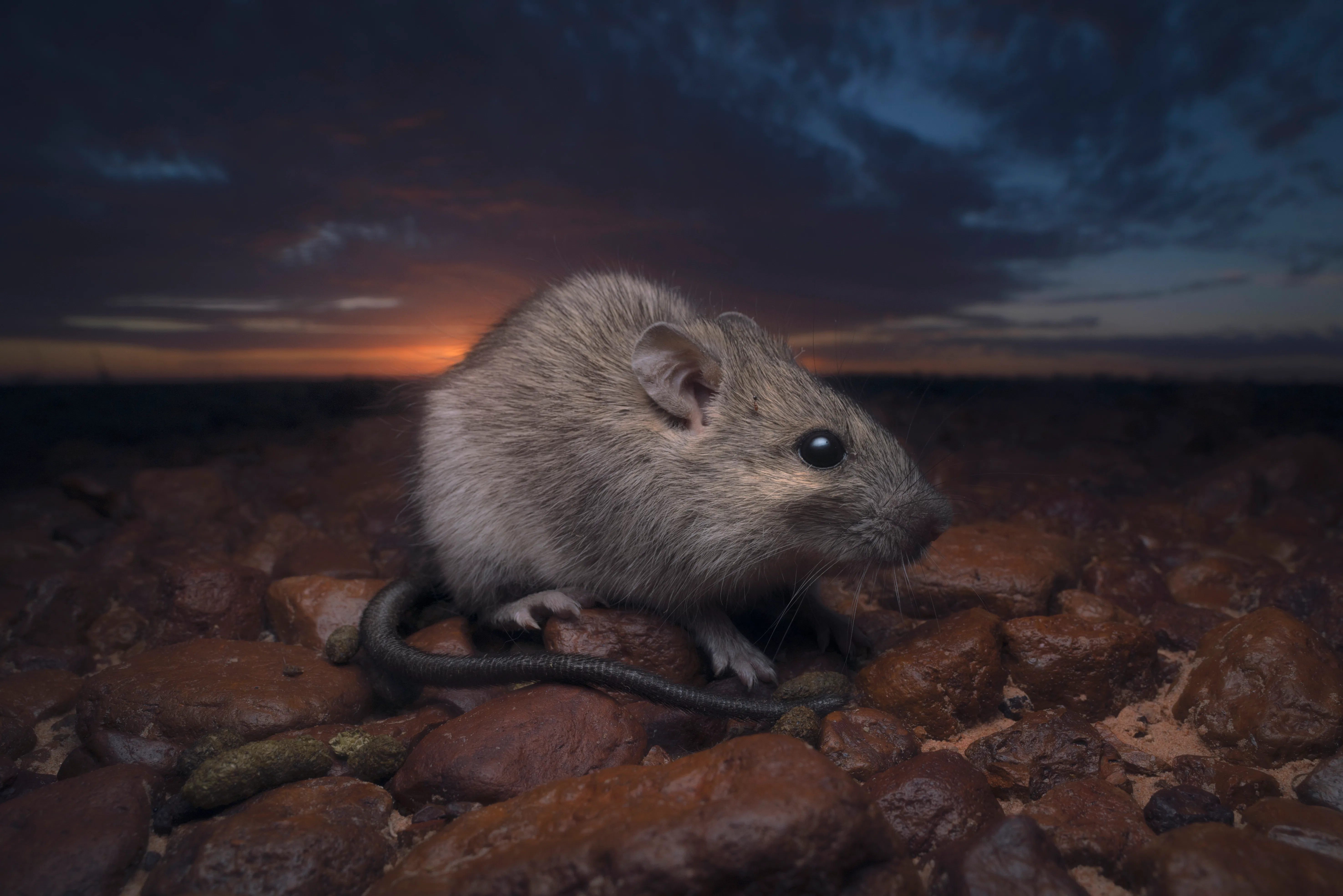 Guy trains rats to (kinda sorta) play 'Doom'
