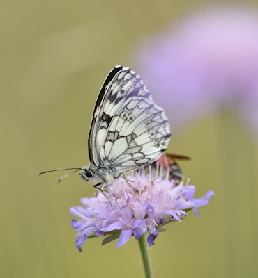 butterfly on clover flower