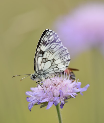 butterfly on clover flower