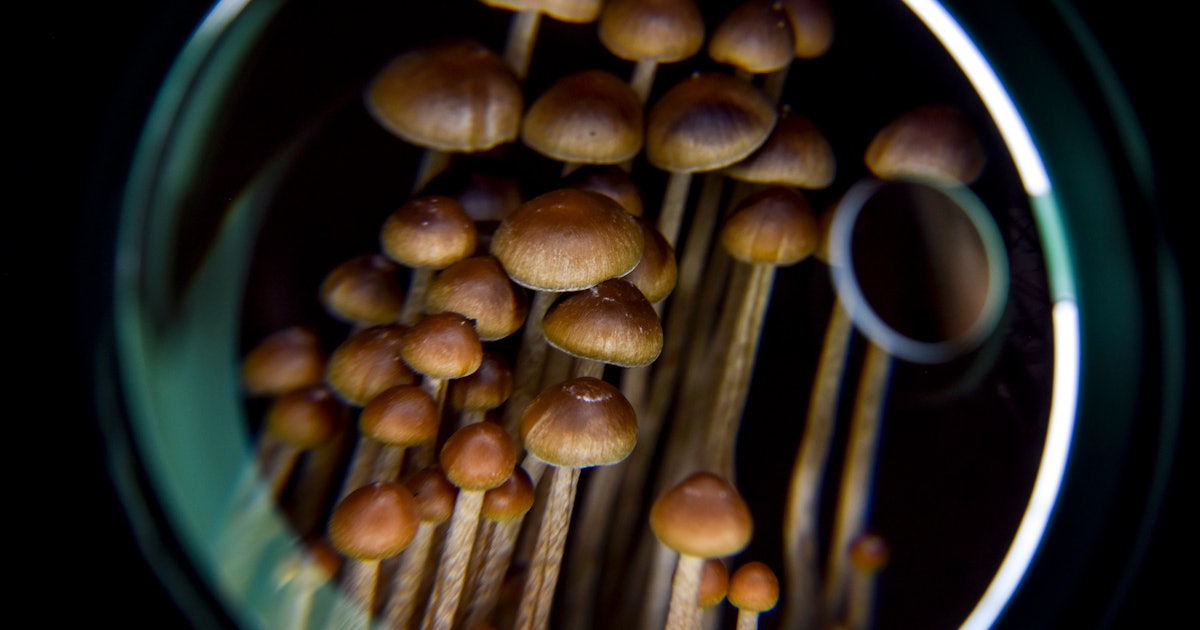 Magic mushroom study hints psilocybin repairs liquor-induced mind damage