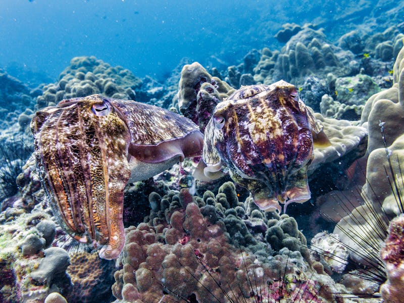 Coral reefs are the one of earths most complex ecosystems, containing over 800 species of corals and...