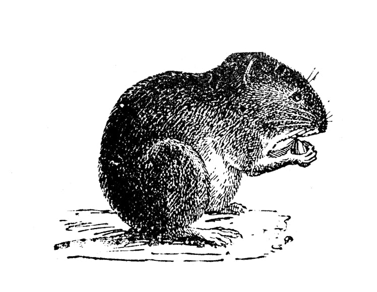 Antique illustration: Vole