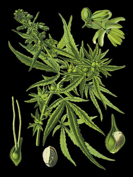 Antique illustration of a Medicinal and Herbal Plants. 
illustration was published in 1892 “Medicina...