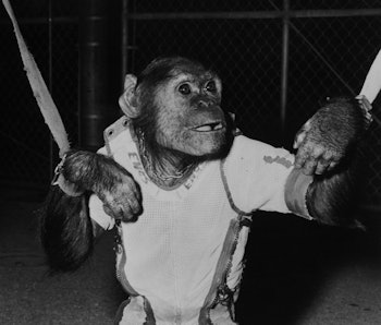 (Original Caption) 11/28/1961-Cape Canaveral, Florida- This is "Enos" a 37 1/2 pound chimpanzee who ...