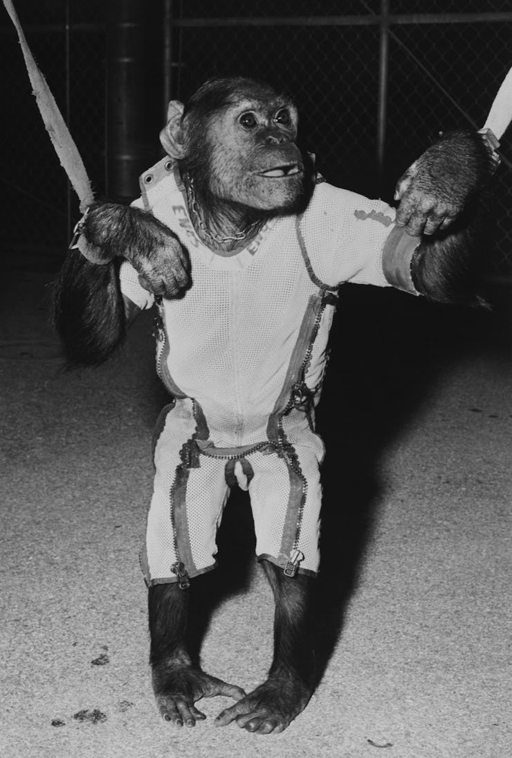 (Original Caption) 11/28/1961-Cape Canaveral, Florida- This is "Enos" a 37 1/2 pound chimpanzee who ...