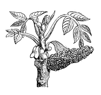 Antique illustration: Walnut tree