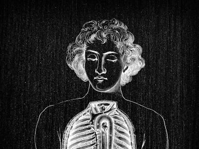 Antique illustration of human body anatomy: Chest