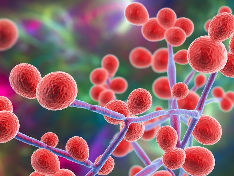Computer illustration of the yeast and hyphae stages of Candida fungi. A yeast-like fungus, Candida ...