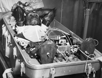 Enos, a 5 1/2 year old space chimpanzee reclines in the flight couch in which he is about to make hi...