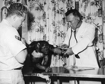 Oro pajėgų veterinarijos gydytojas Jerry Finegas tiria kosminę šimpanzę Enosą po jo skrydžio Žemės orbitoje.  |  Loc...