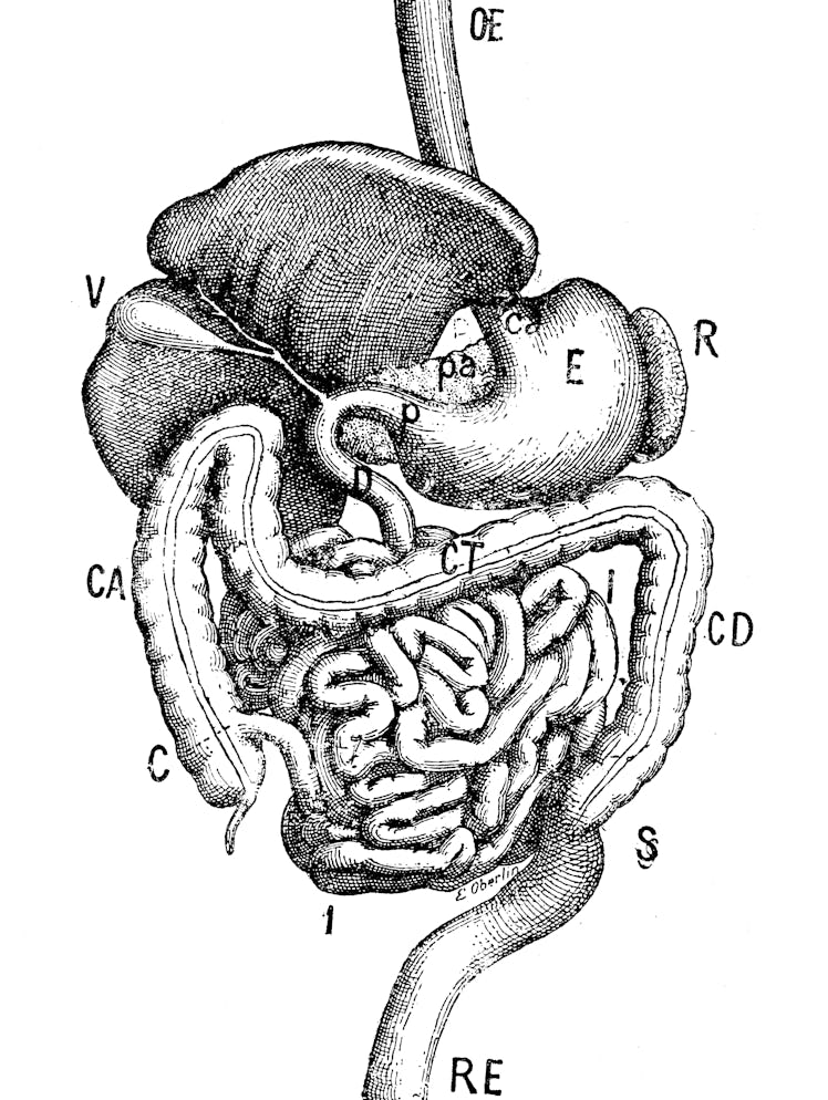 Antique illustration: Digestive system