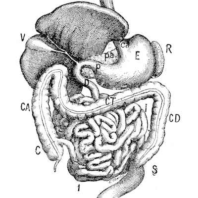 Antique illustration: Digestive system