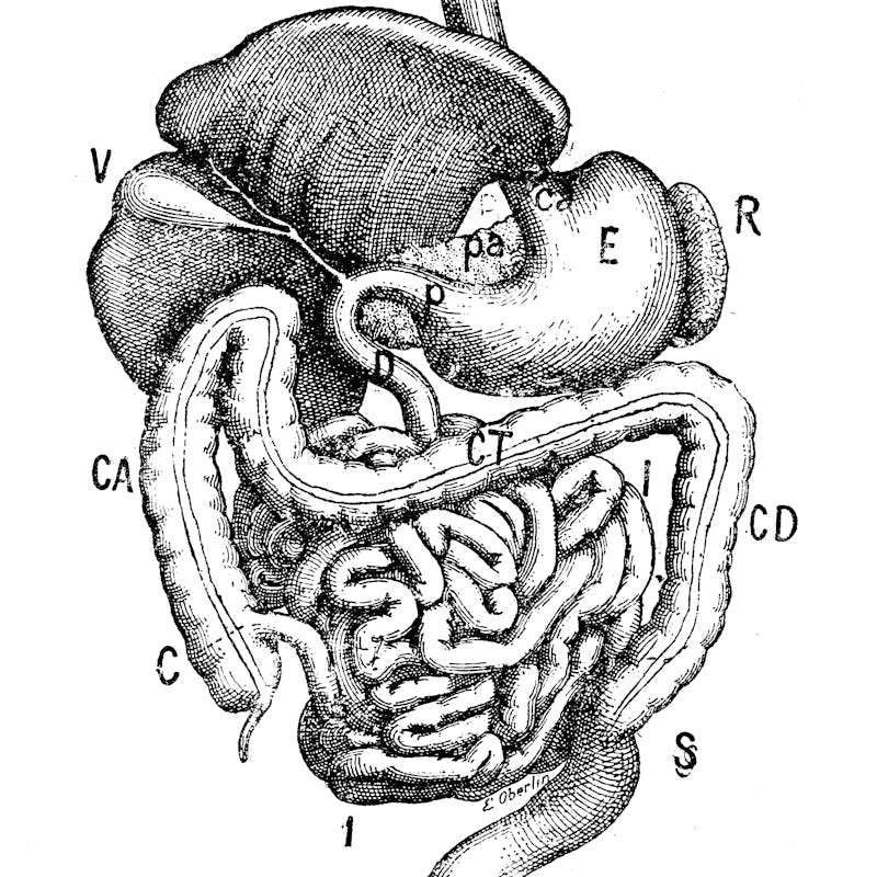 Antique illustration: Digestive system