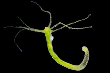 Hydra, light micrograph. Hydra are small freshwater animals of the phylum Cnidaria and class Hydrozo...