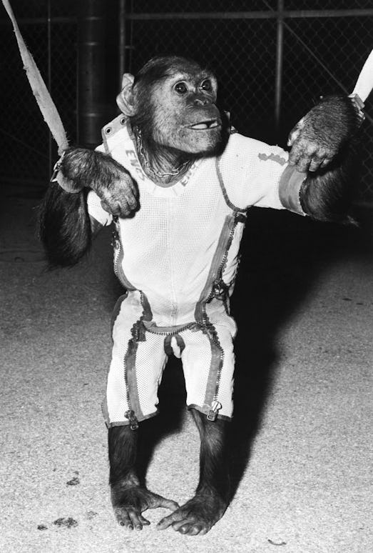"Enos," a 37 1/2 pound chimpanzee who was tabbed to make a three-times-around-the-earth orbital trip...