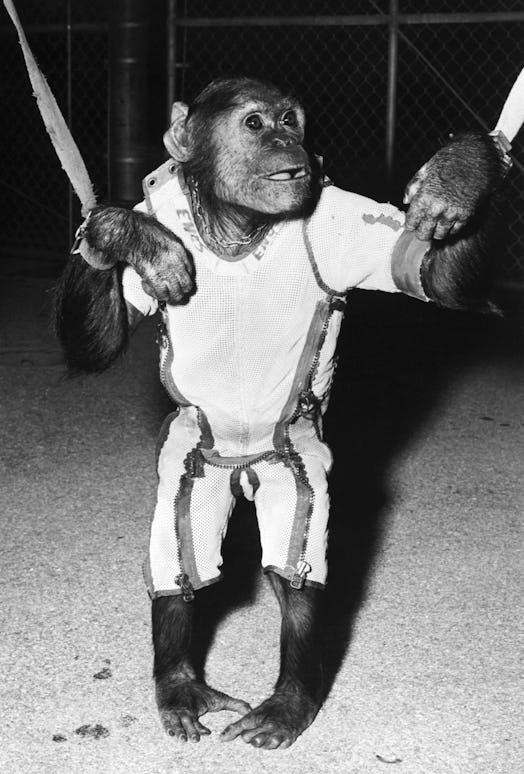 "Enos," a 37 1/2 pound chimpanzee who was tabbed to make a three-times-around-the-earth orbital trip...