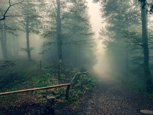 Path through the Black Forest in Germany with fog.