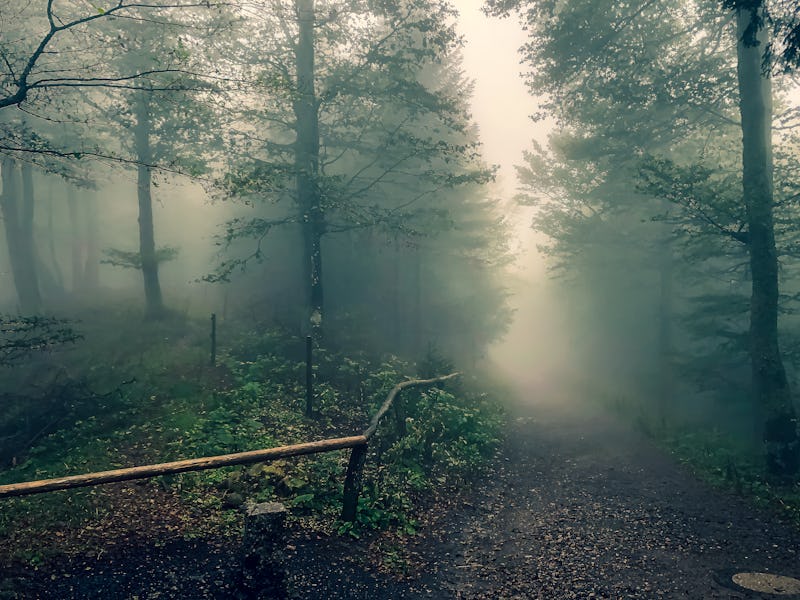 Path through the Black Forest in Germany with fog.