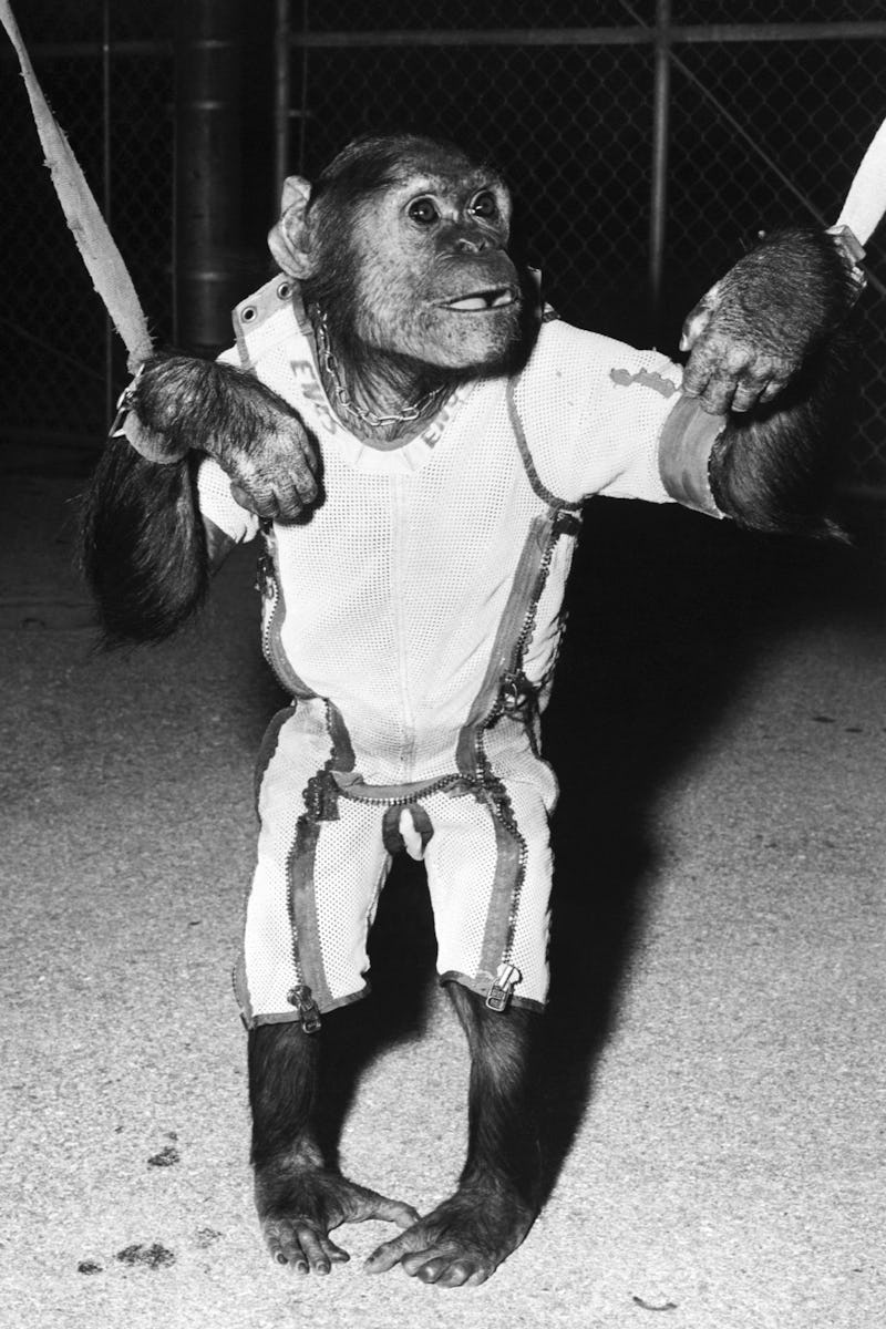 (Original Caption) 11/28/1961-Cape Canaveral, Florida- This is "Enos" a 37 1/2 pound chimpanzee who ...