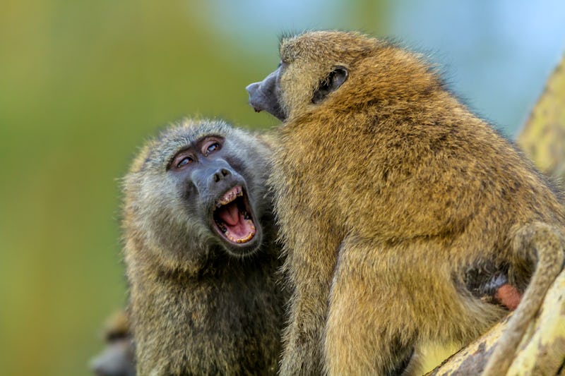 Male Olive baboon youngsters play fighting in Lake Nakuru National Park, Kenya