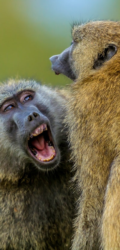 Male Olive baboon youngsters play fighting in Lake Nakuru National Park, Kenya