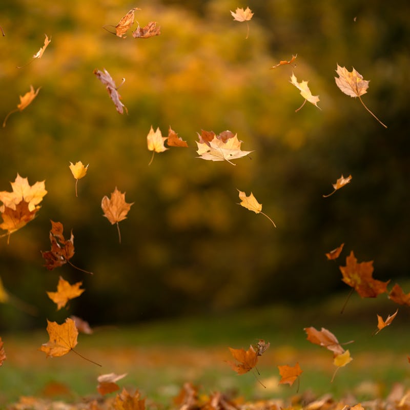 Colorful autumn leaves falling from trees with gusts of wind. Outdoor photo