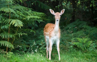 Fallow deer doe (female) (Dama dama), Ashdown Forest, Sussex, England