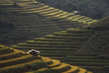 The steps of rice field in the high mountain look like a ladder to the heaven. Mu Cang Chai and Sapa...