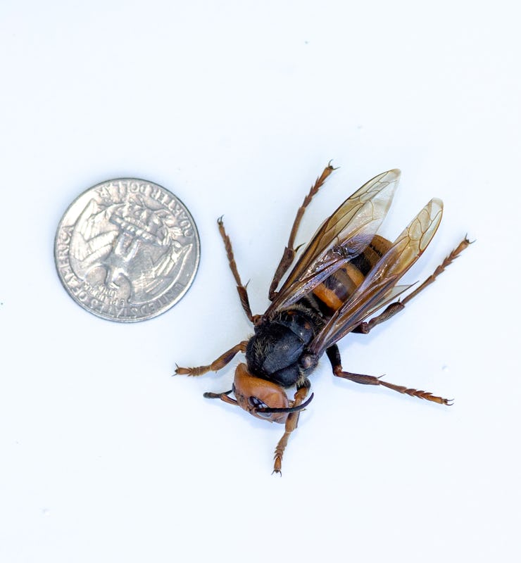 BELLINGHAM, WA - JULY 29:  A sample specimen of a dead Asian Giant Hornet from Japan, also known as ...