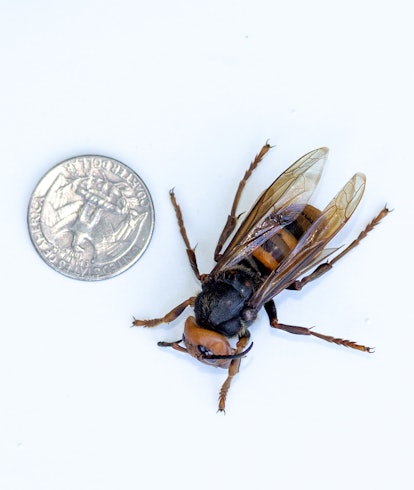 BELLINGHAM, WA - JULY 29:  A sample specimen of a dead Asian Giant Hornet from Japan, also known as ...