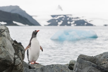 KING GEORGE ISLAND, ANTARCTICA - DECEMBER 25: Gentoo penguin approaching the camera on the beach of ...