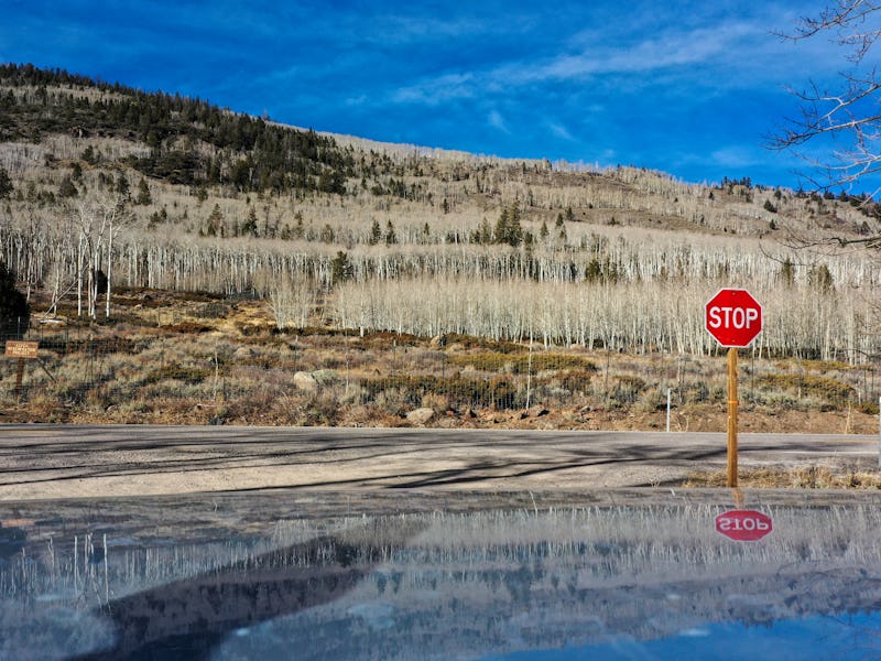 UTAH, USA - NOVEMBER 27: Pando trees ‘Quaking aspen’ also known as the trembling giant, which believ...