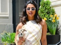 Priyanka Chopra Jonas is just one of many celebrities with adorable dogs.