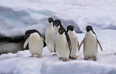 UNSPECIFIED, ANTARCTICA - DECEMBER 14: Penguins are seen on December 14, 2019 in Antarctica. (Photo ...