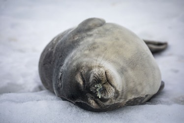 ANTARCTICA - FEBRUARY 19: A Weddell Seal is seen on pieces of glaciers in Antarctica on February 19,...