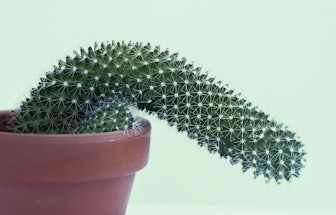 photograph of a cactus growing flaccid; it shows the shape of a penis, which brings erectile dysfunc...