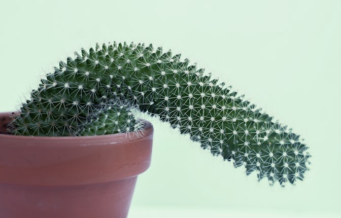photograph of a cactus growing flaccid; it shows the shape of a penis, which brings erectile dysfunc...