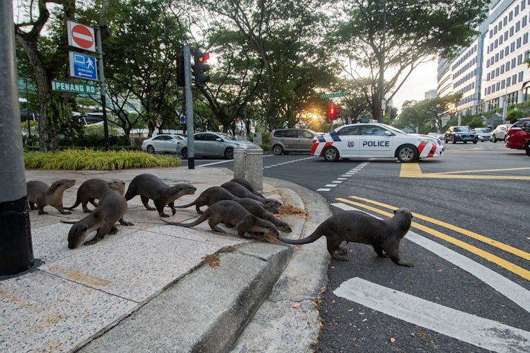 SINGAPORE, March 2, 2021 -- A pack of wild smooth-coated otters, nicknamed the "Zouk family," crosse...