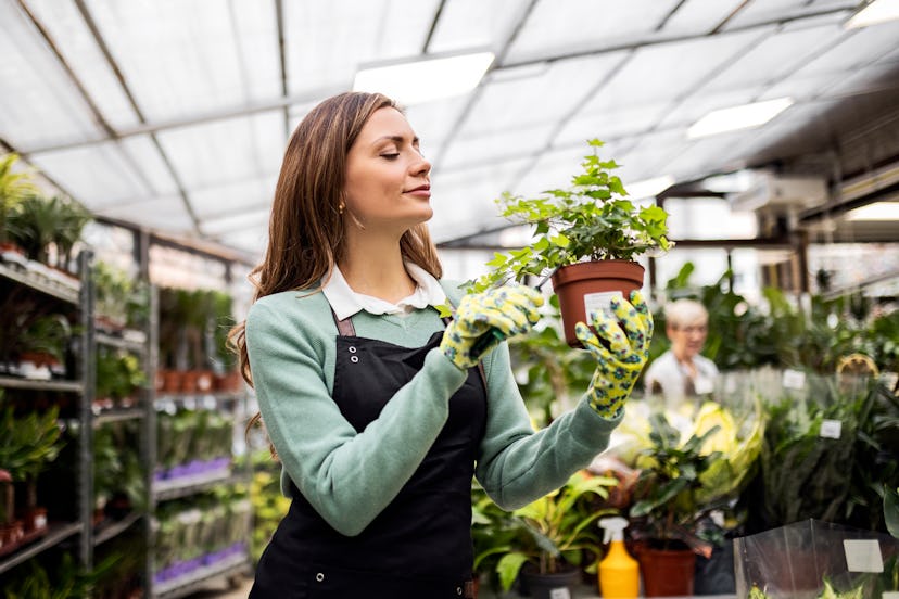 Florist worker in plant shop garden taking care of plants
