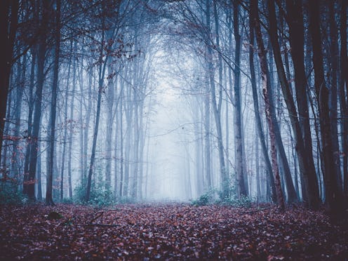 forrest in the night