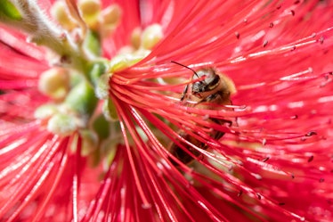 Wild bee on a red flower
