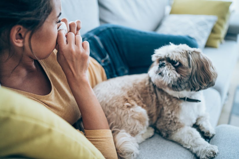 Dogs imitate their owners' feelings and moods.