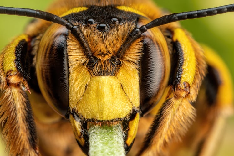 bee close up