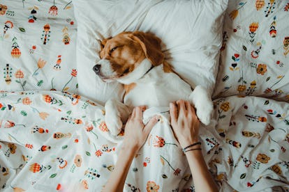 Funny Sleeping Dog Quotes For Instagram Captions That Are Too Cute Funny Sleeping Dog Quotes For Instagram Captions That Are Too Cute