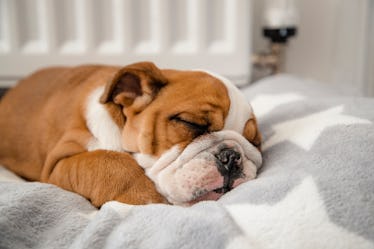 Funny Sleeping Dog Quotes For Instagram Captions That Are Too Cute Funny Sleeping Dog Quotes For Instagram Captions That Are Too Cute