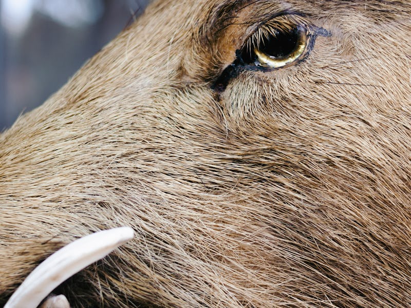 A boar-pig hybrid animal in Fukushima, Japan